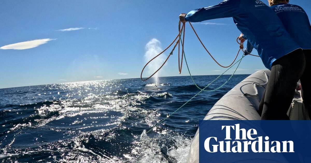 Humpback whale tangled in rope rescued off New South Wales coast - video