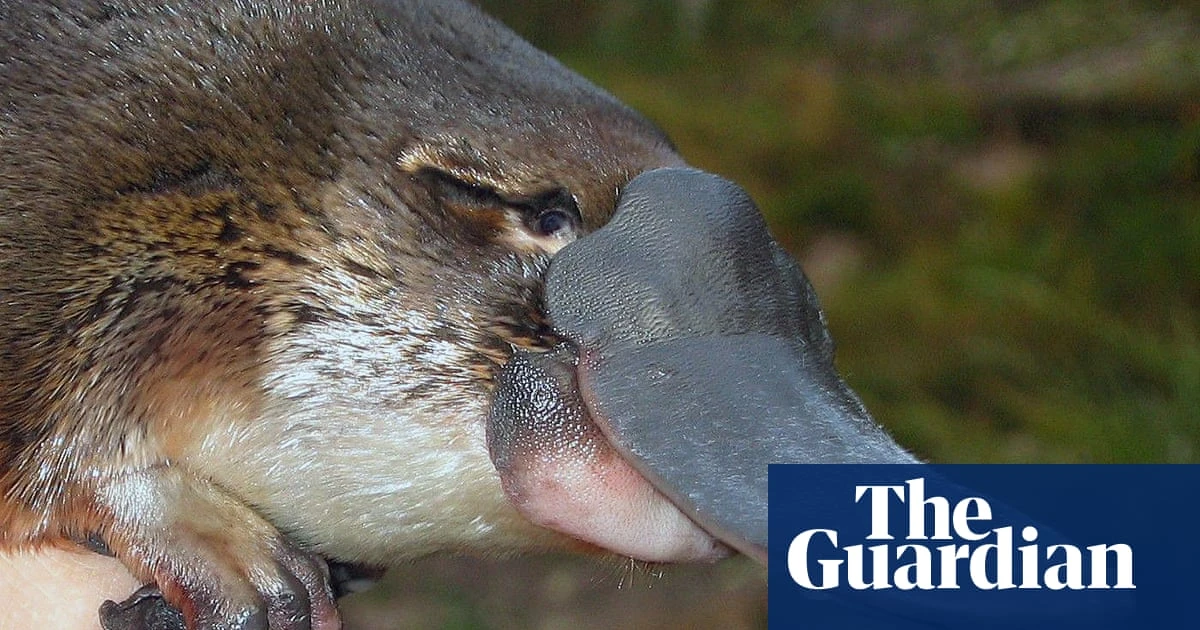 Oldest platypus found in the wild is ‘beyond all our expectations’, say researchers