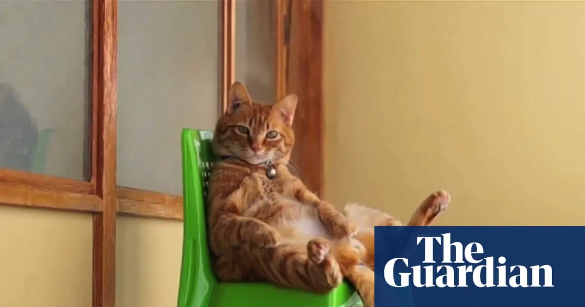 CatVideoFest: how clips of cute kitties spawned a million-dollar movie franchise