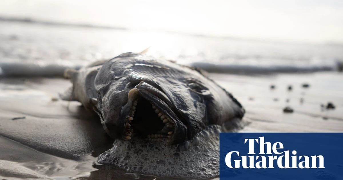 SA algae crisis ‘incredibly disturbing’ but federal government won’t declare natural disaster, Watt says
