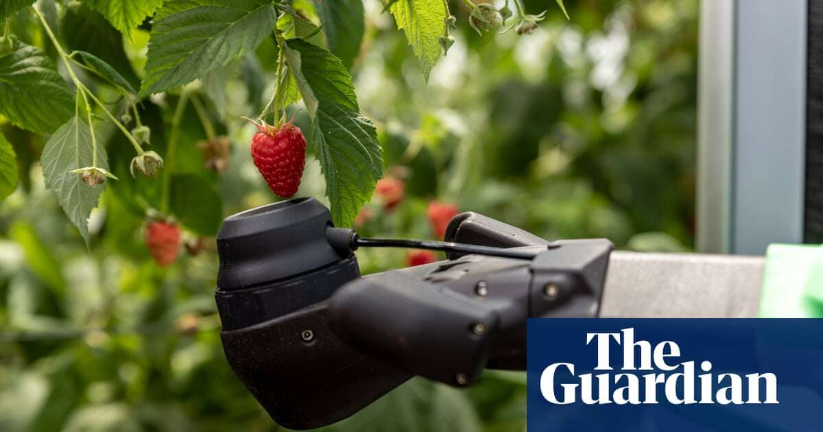 Improved version of Robocrop only picks the ripe raspberries