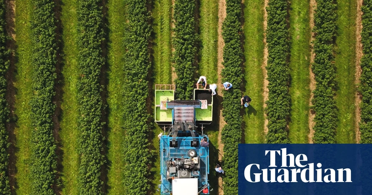 Ribena owner invests in helping blackcurrants withstand extreme weather