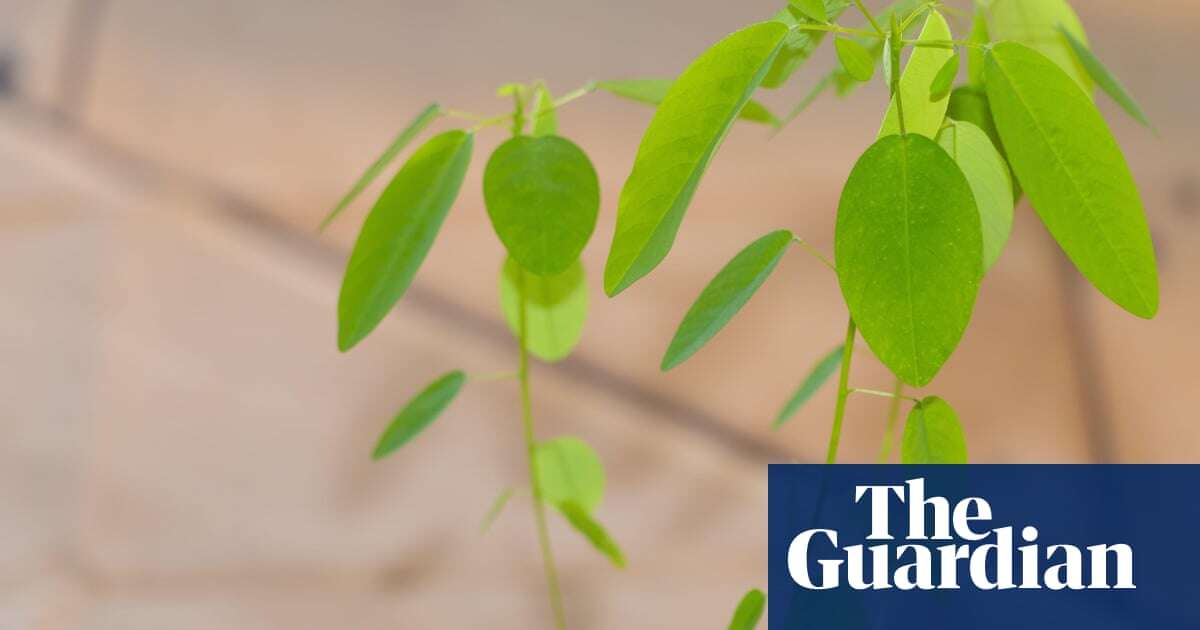 Plantwatch: the mysterious twitching telegraph plant that baffled Darwin