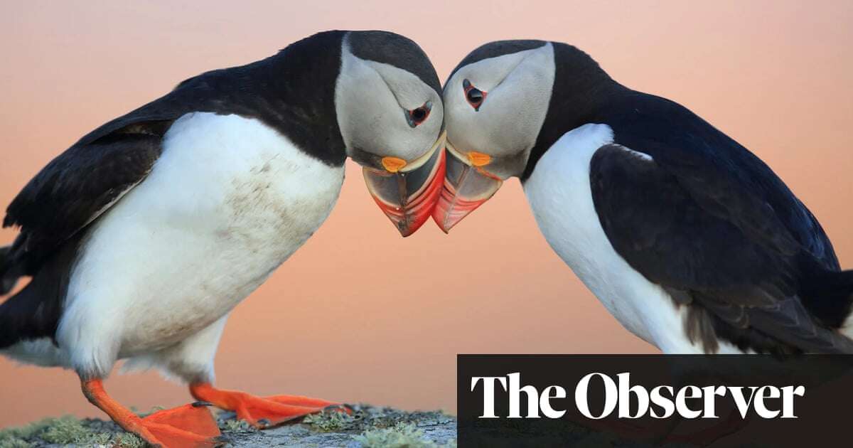 ‘It’s a monster task’: can culling ferrets and rats save one of the UK’s largest seabird colonies?