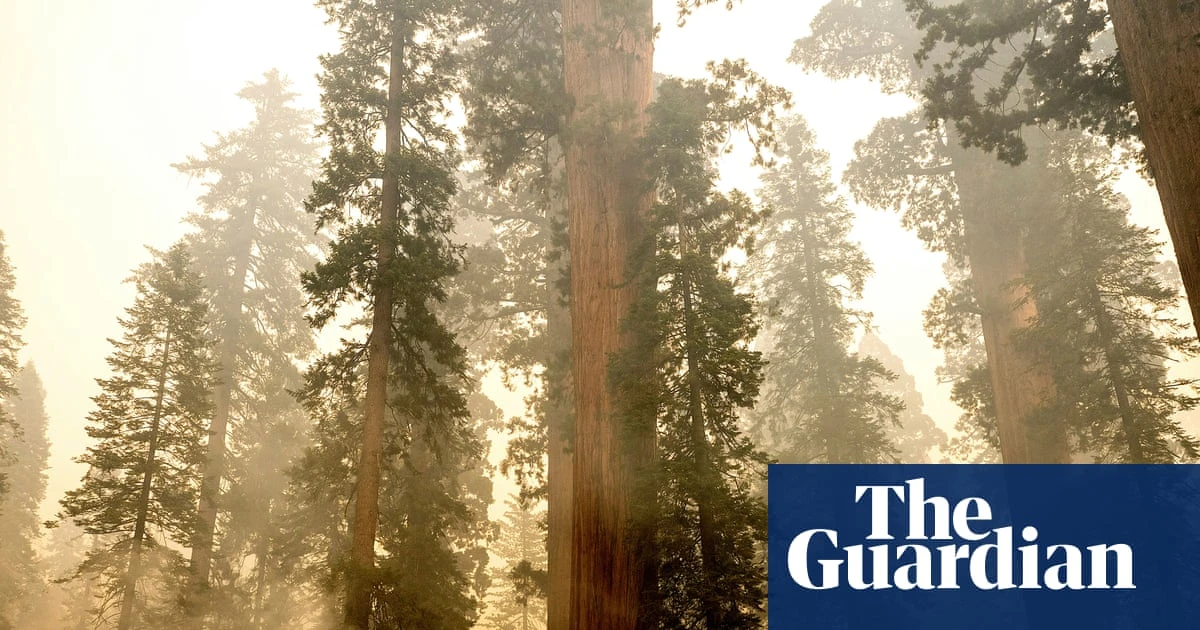 California firefighters race to protect ancient sequoia trees as wildfire spreads