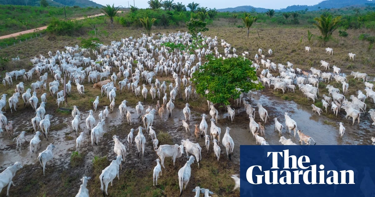 Revealed: world’s largest meat company may break Amazon deforestation pledges again