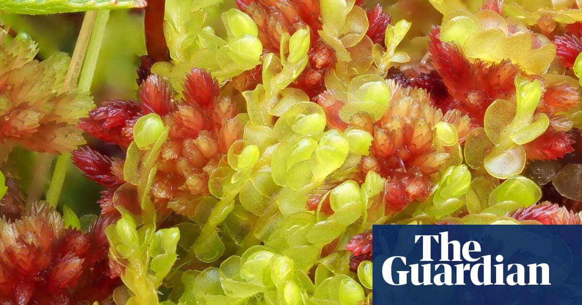 Botany Red list reveals Britain’s extinction-threatened mosses and liverworts