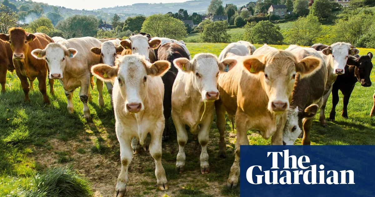 Extreme heatwaves may cause global decline in dairy production, scientists warn