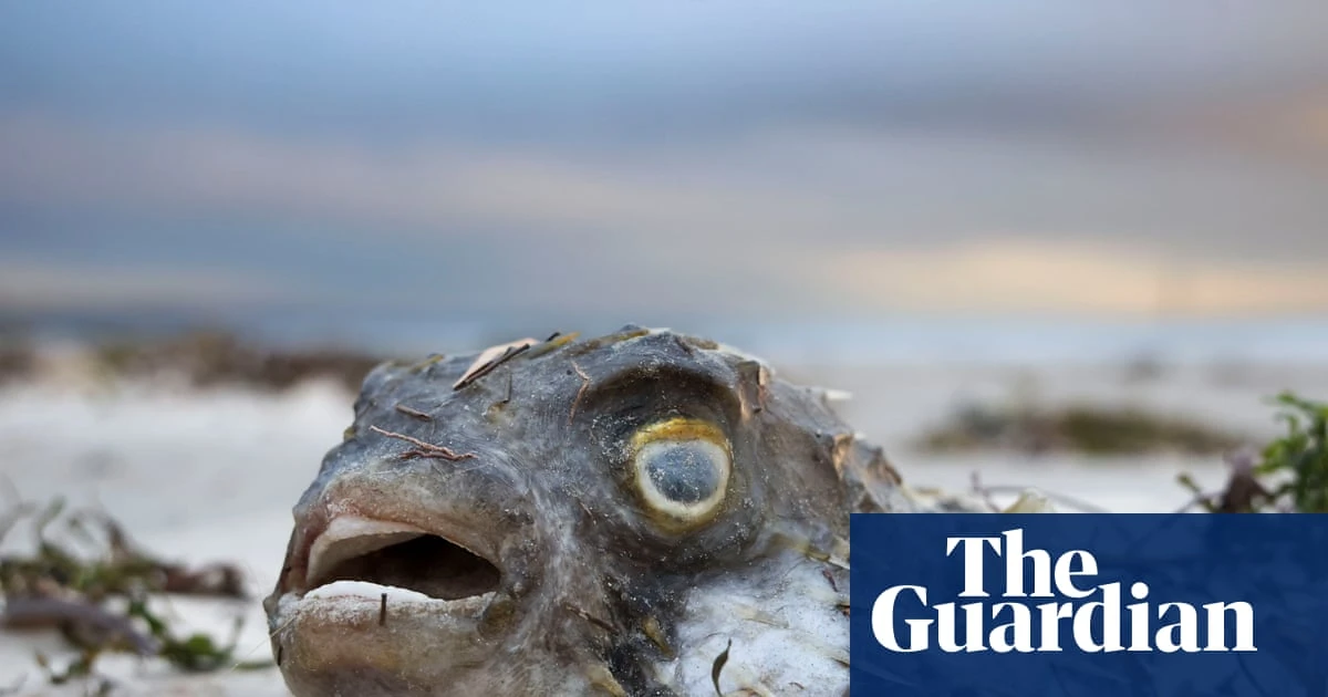South Australian premier declares algal bloom catastrophe a ‘natural disaster’ in defiance of federal Labor
