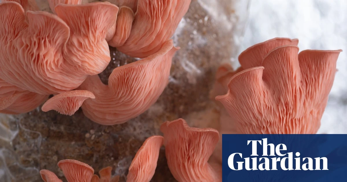 Mushroom-growing boom could cause biodiversity crisis, warn UK experts