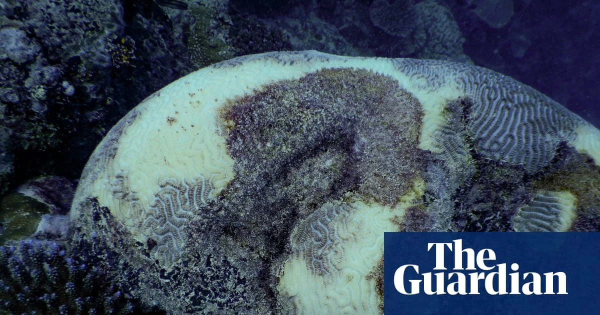 Great Barrier Reef coral bleaching event in 2024 most widespread and severe on record - video
