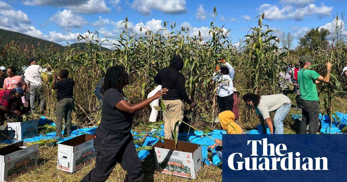 Black farmers face setbacks over Trump budget cuts: ‘We are in survival mode’