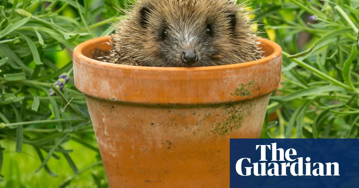 Beastly Britain by Karen R Jones review – how animals shaped British identity