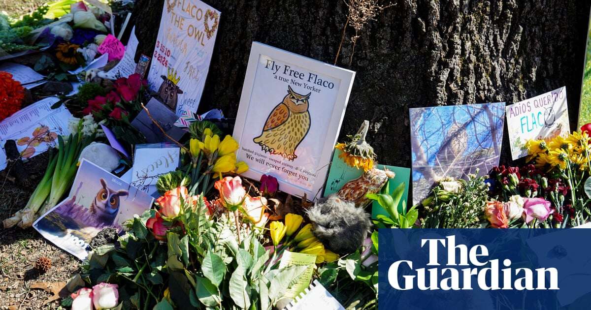 ‘It’s a tragic loss’: New Yorkers mourn Flaco, the owl the city took to its heart