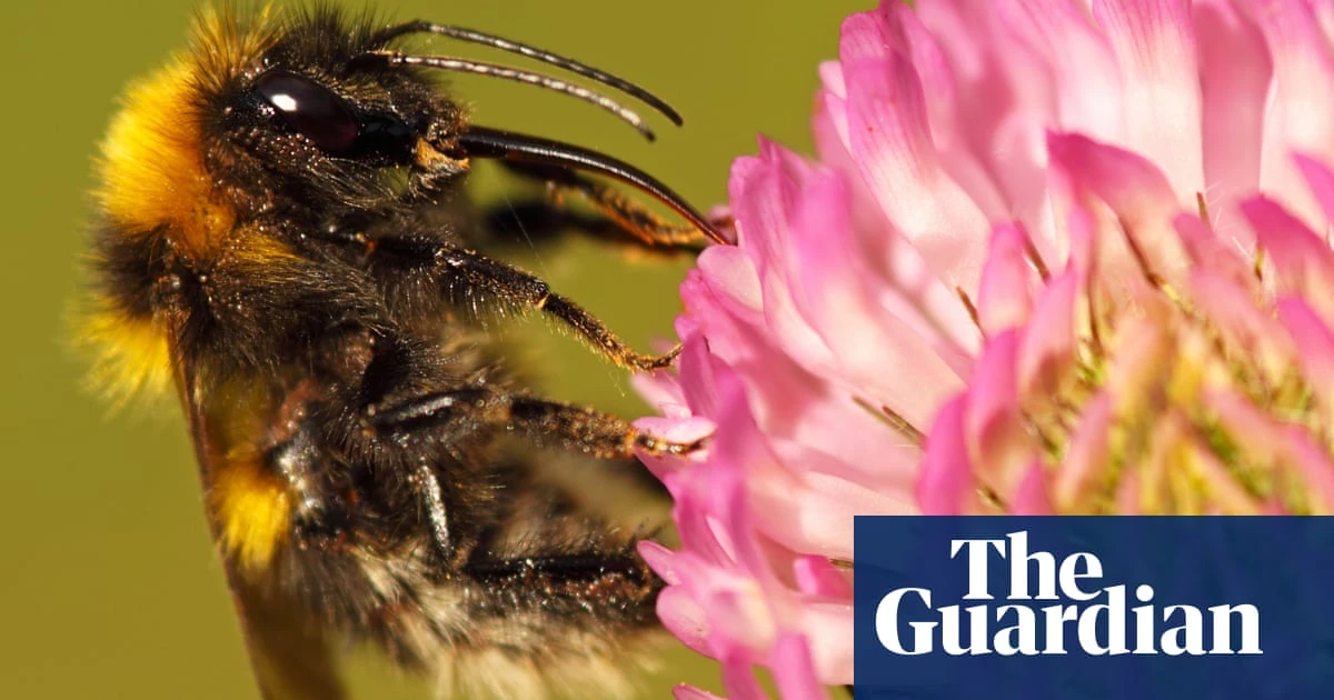 Glitching maps, missing bees and antique cheese – take the Thursday quiz