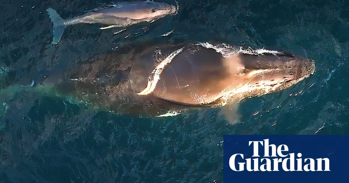 Researchers puzzled as baby whales spotted in unexpected places along Australia’s ‘humpback highway’