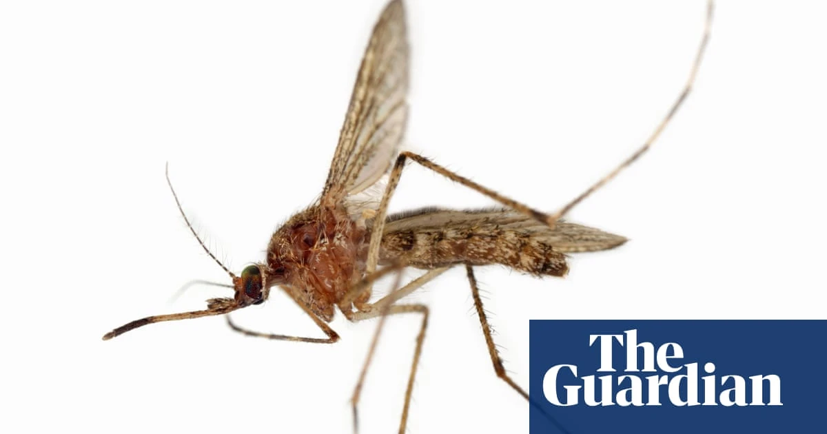 ‘Horrifying. Gross’: mosquitoes bug Houston after recent storms