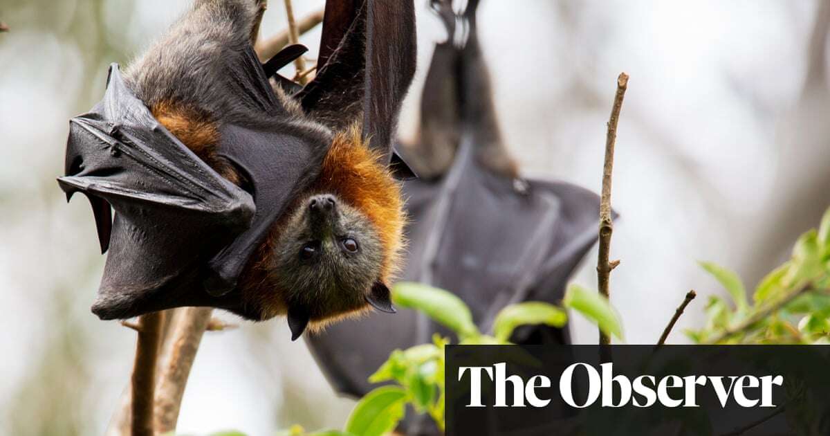 Biology Covid-resistant bats could be key to fighting the next pandemic