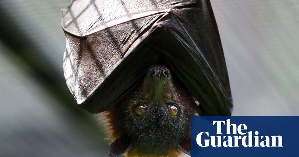 Lonely bats, naming spats and advice for Liz Truss – take the Thursday quiz