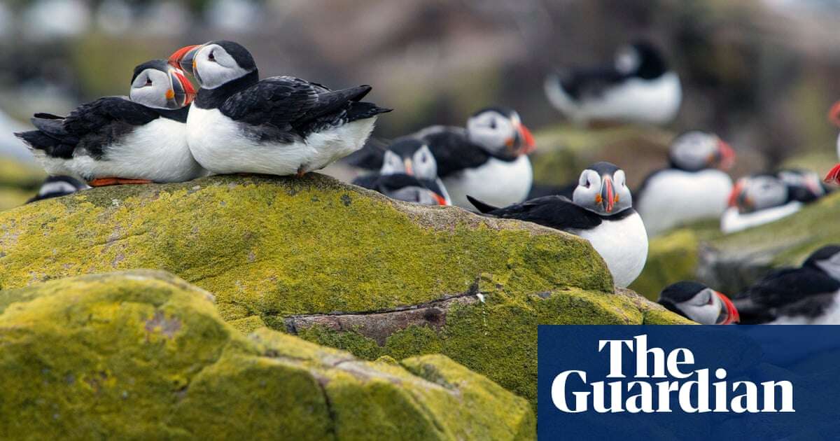 Northumberland’s Farne Islands reopen to tourists after bird flu outbreak