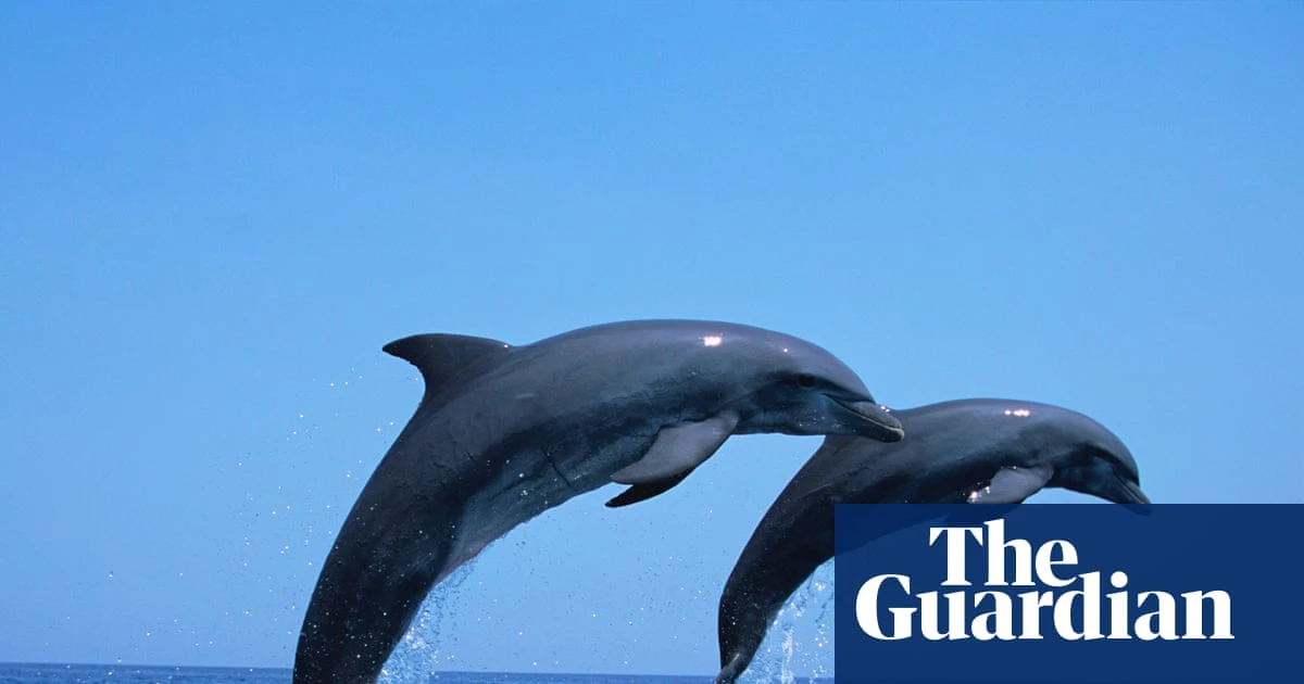 Dolphins increasingly rely on trawlers for food in overfished Adriatic, say scientists