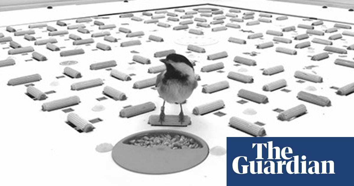 Birds create barcode-like memories to locate stored food, scientists find