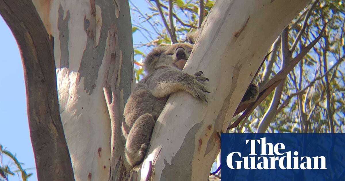 Koala deaths almost double in housing developments in south-western Sydney, data shows