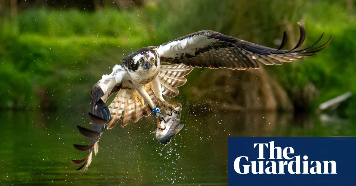 Week in wildlife in pictures: a hunting osprey, a golf-loving snake and a hedgehog in a war zone