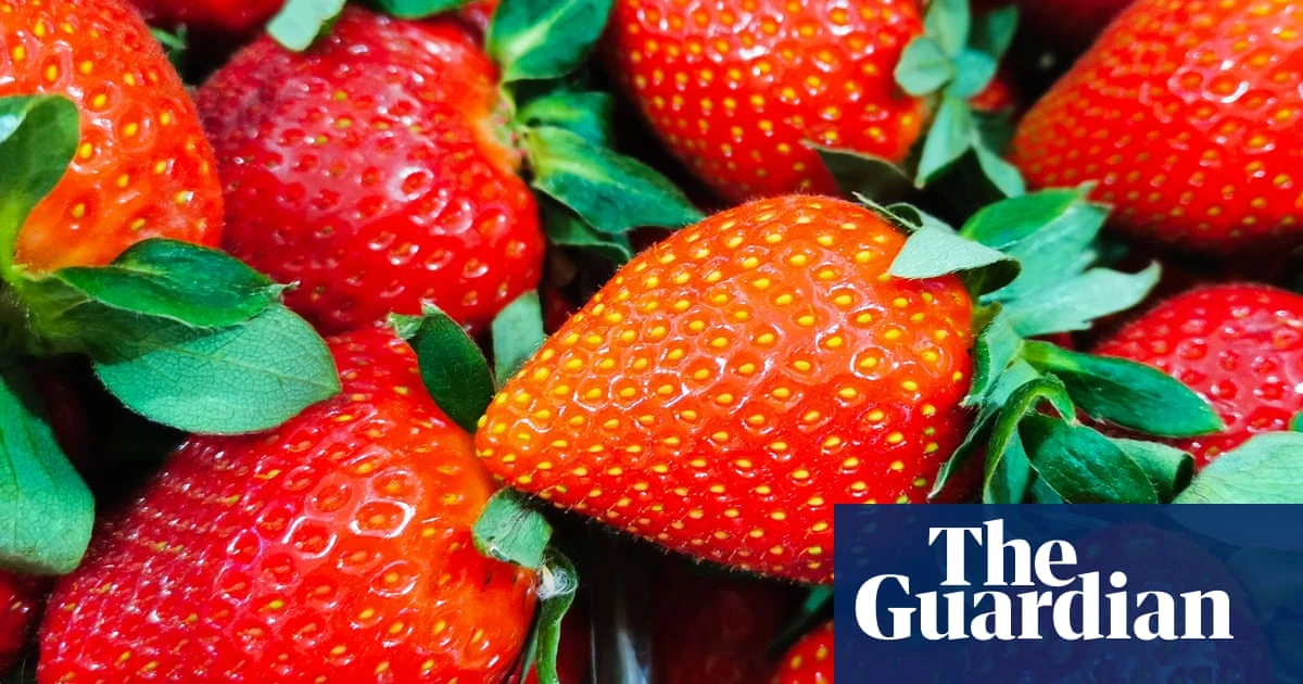 ‘Too big to fit in your mouth’: sunny spring delivers crop of ‘giant’ UK strawberries