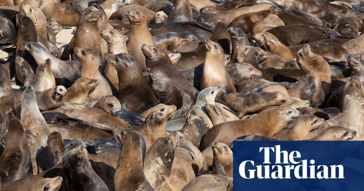 Week in wildlife in pictures: a sea lion takeover, an unlucky caiman and a hungry gull