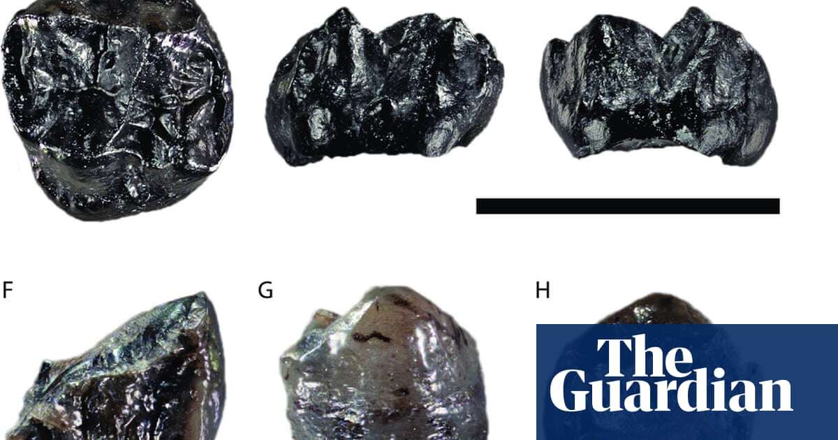 Smallest known great ape, which lived 11m years ago, found in Germany