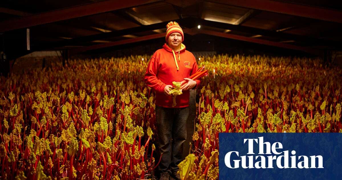 Tickled pink: rhubarb growers see explosion in demand for Yorkshire crop