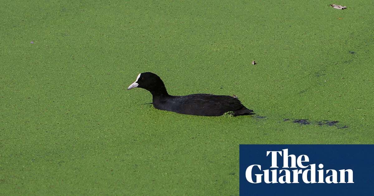 Fast-growing duckweed can go from garden menace to nutritional dish