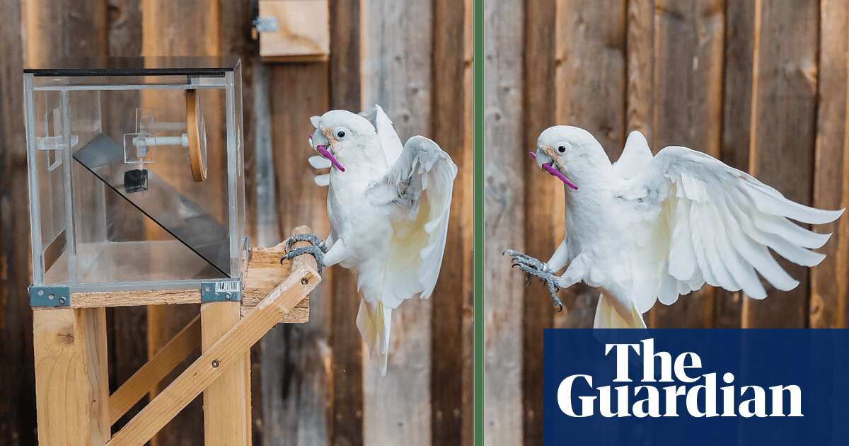 Biology Goffin’s cockatoos able to use toolset to complete tasks