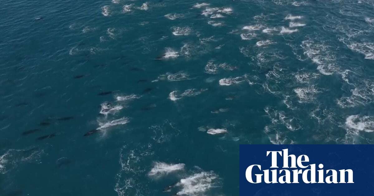 ‘Superpod’ of more than 2,000 dolphins frolic off California coast: ‘like flying eyebrows’