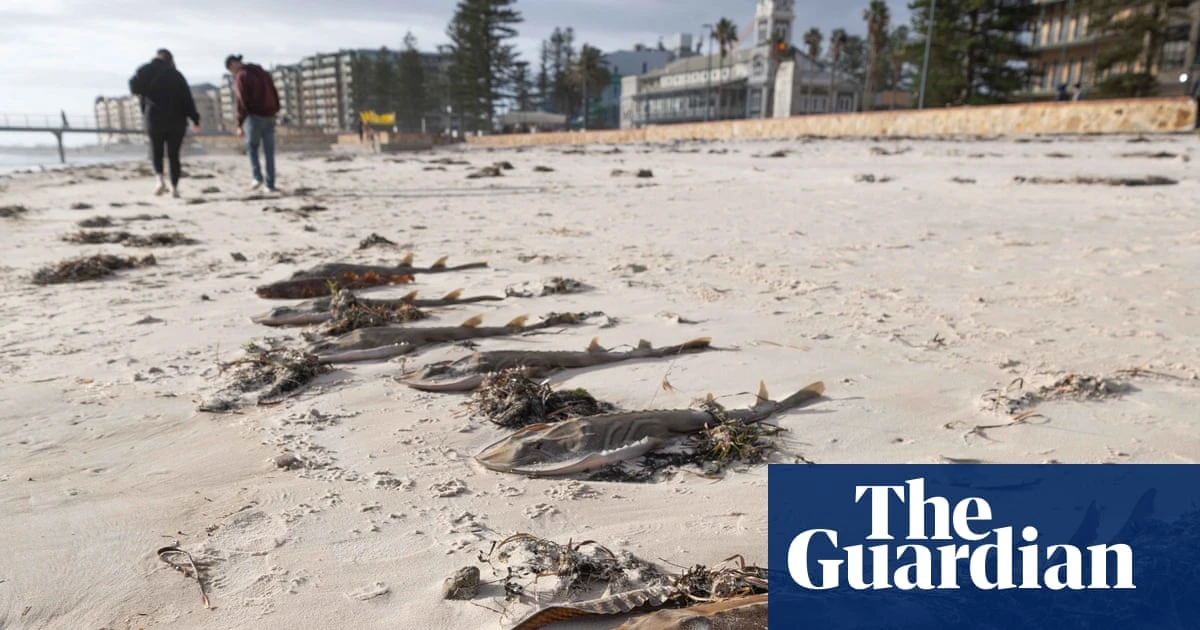 Effects of marine heatwave driving ‘foreseeable’ SA algal bloom could rival black summer fires, scientists warn