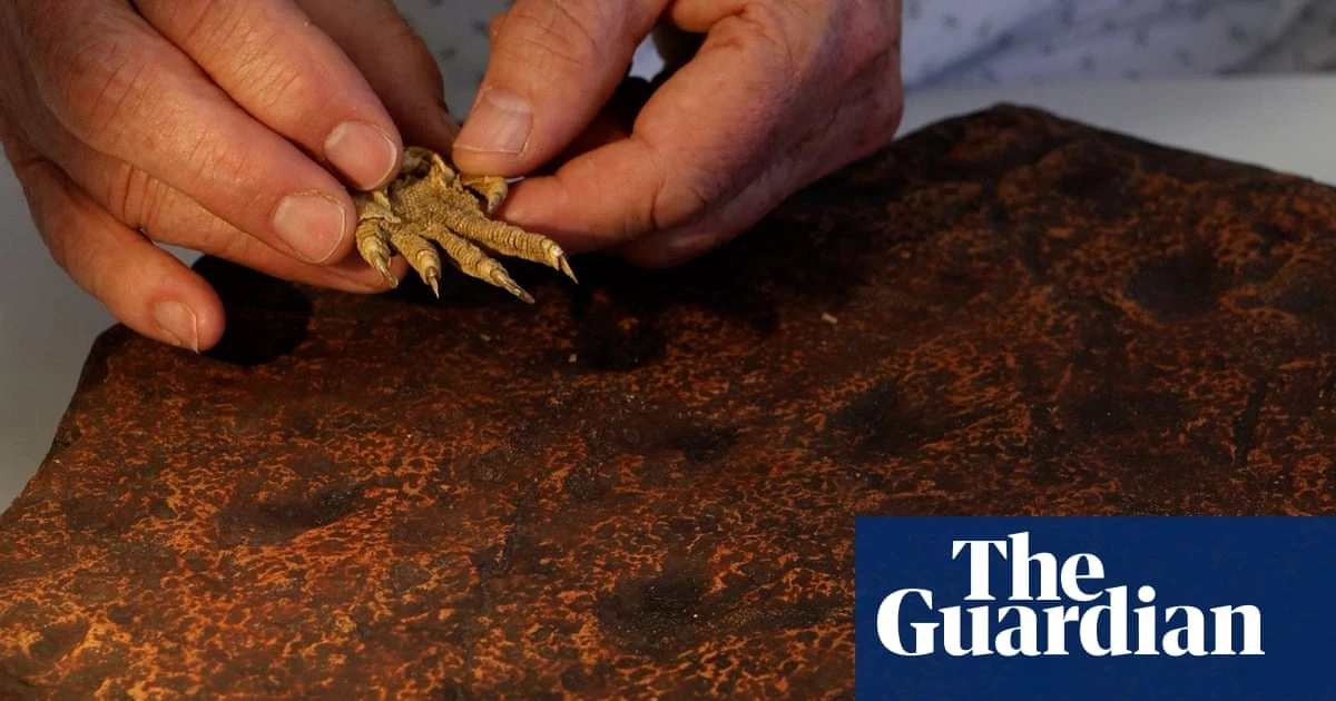‘Turning point’: claw print fossils found in Australia rewrite story of amniotes by 40 million years