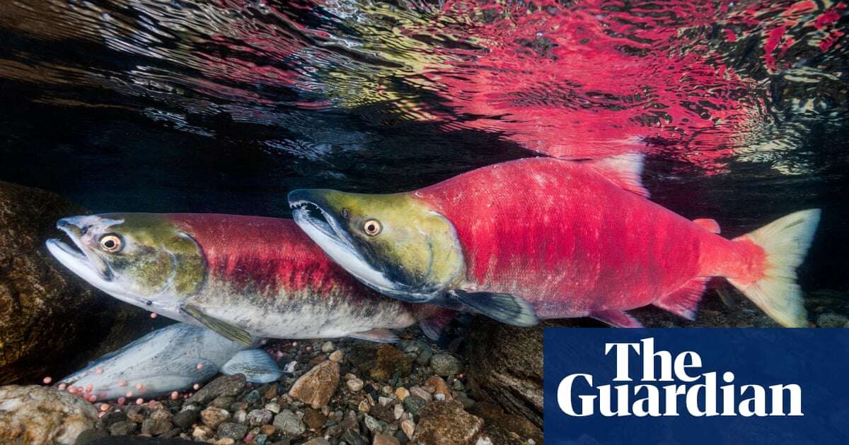 Canada to ban open-net pen salmon farming in British Columbia