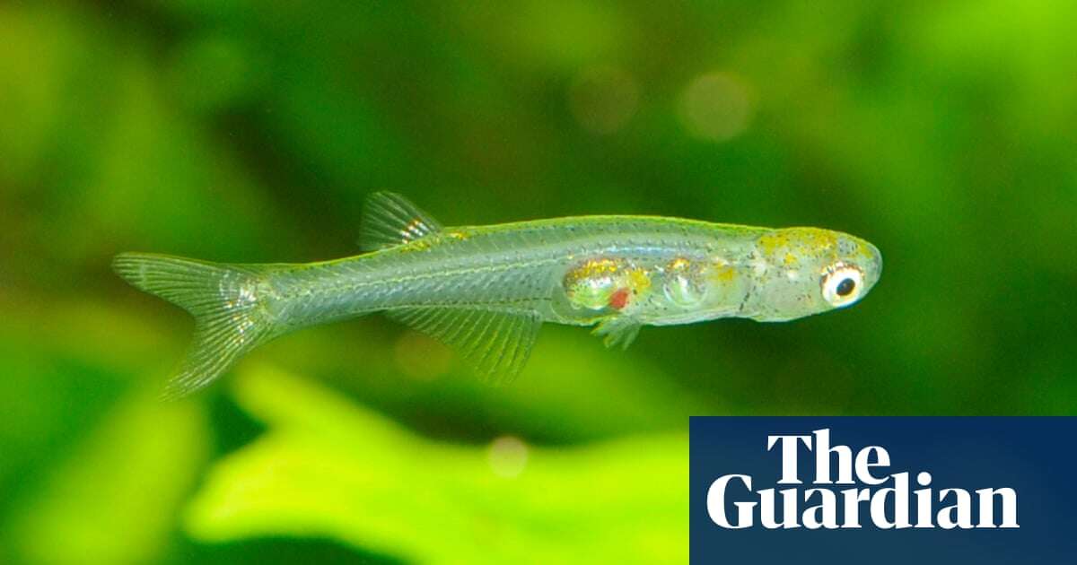 One of world’s smallest fish found to make sounds that exceed 140 decibels – video