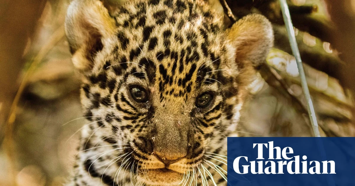 ‘A cemetery of trees’: vast green expanses turned to dust as loggers plunder South America’s Gran Chaco