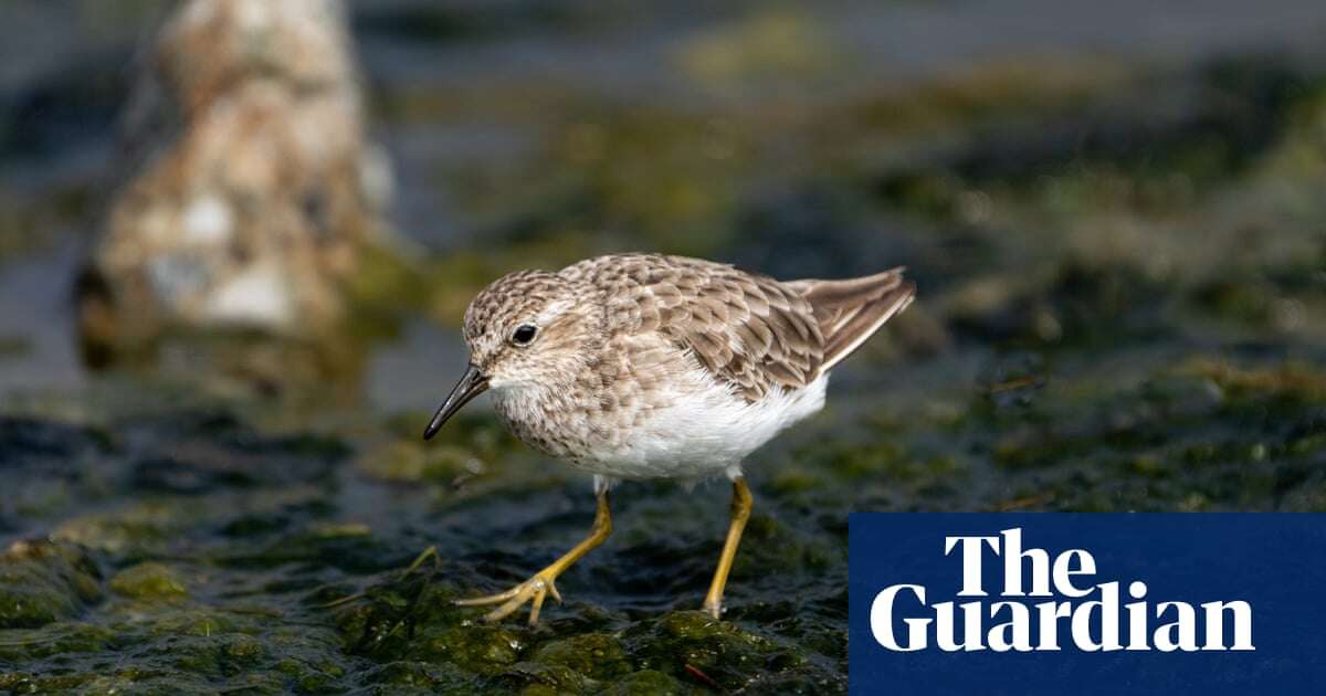 Birdwatch: an unlikely encounter with the least sandpiper in Somerset