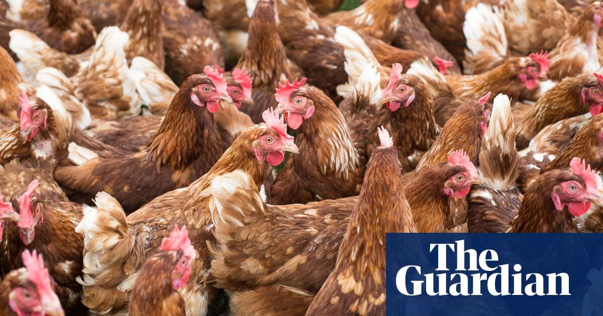 Labour to legalise harmful practice of carrying chickens by legs, say charities