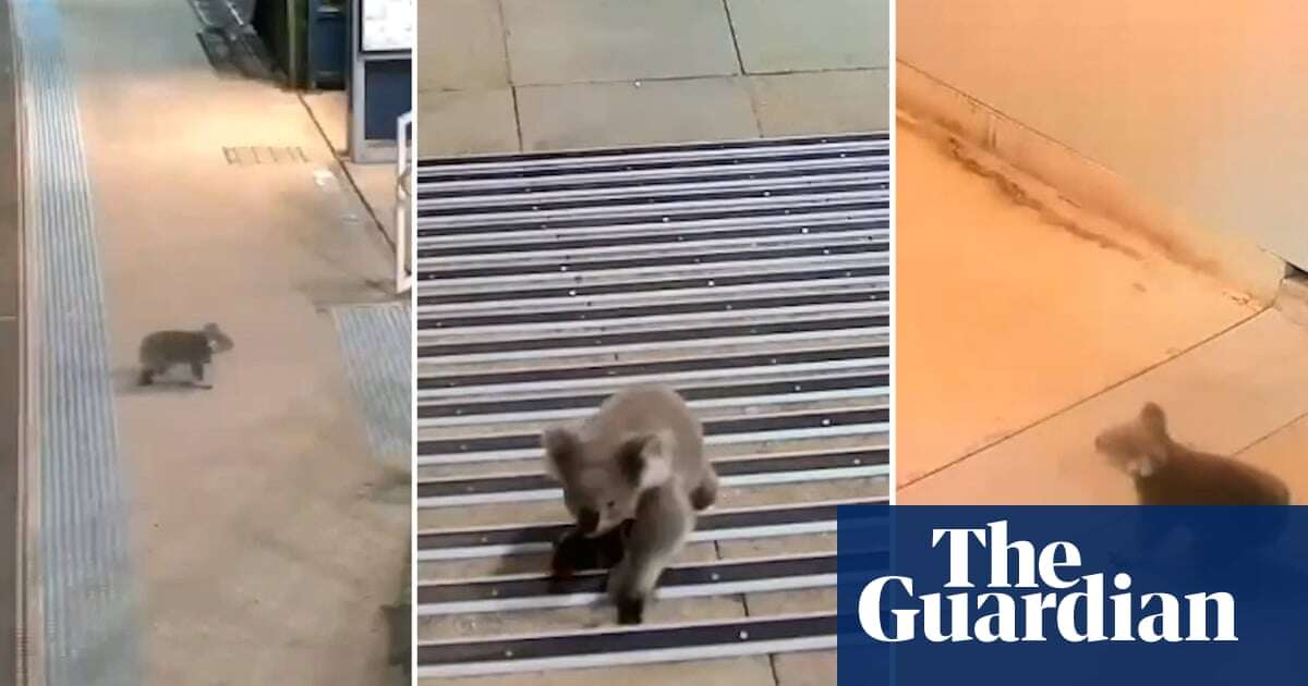 Curious koala survives close call at Sydney train station