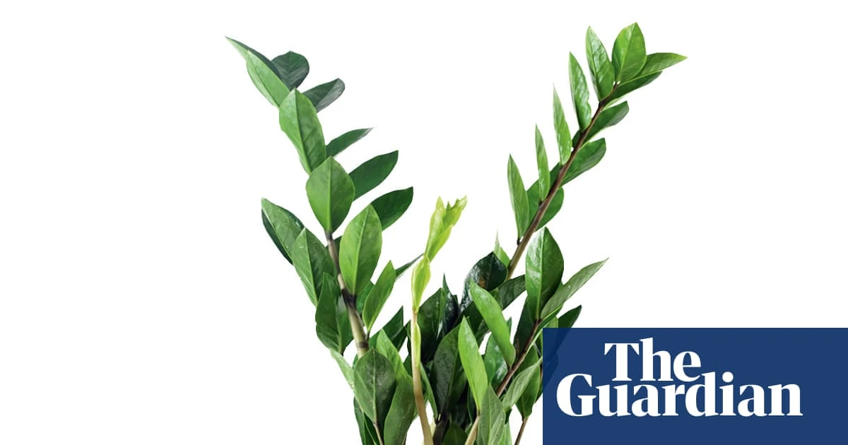 Houseplant clinic: which plants cope best in darker rooms?