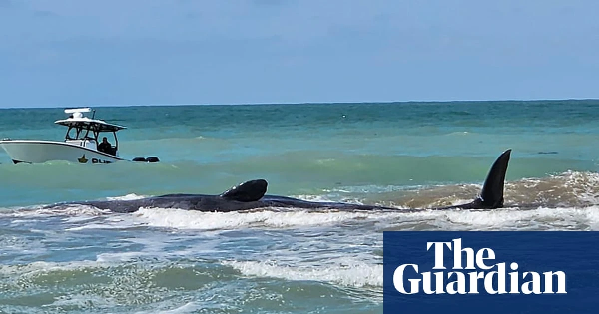 Sperm whale dies after being stranded on Florida beach