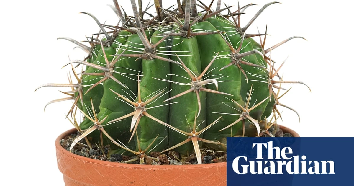 Houseplant clinic: what kind of pots should I put my plants in?