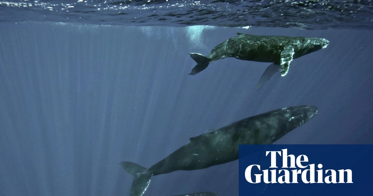 Specieswatch: Scientists trace haunting sea thrums to humpback whales