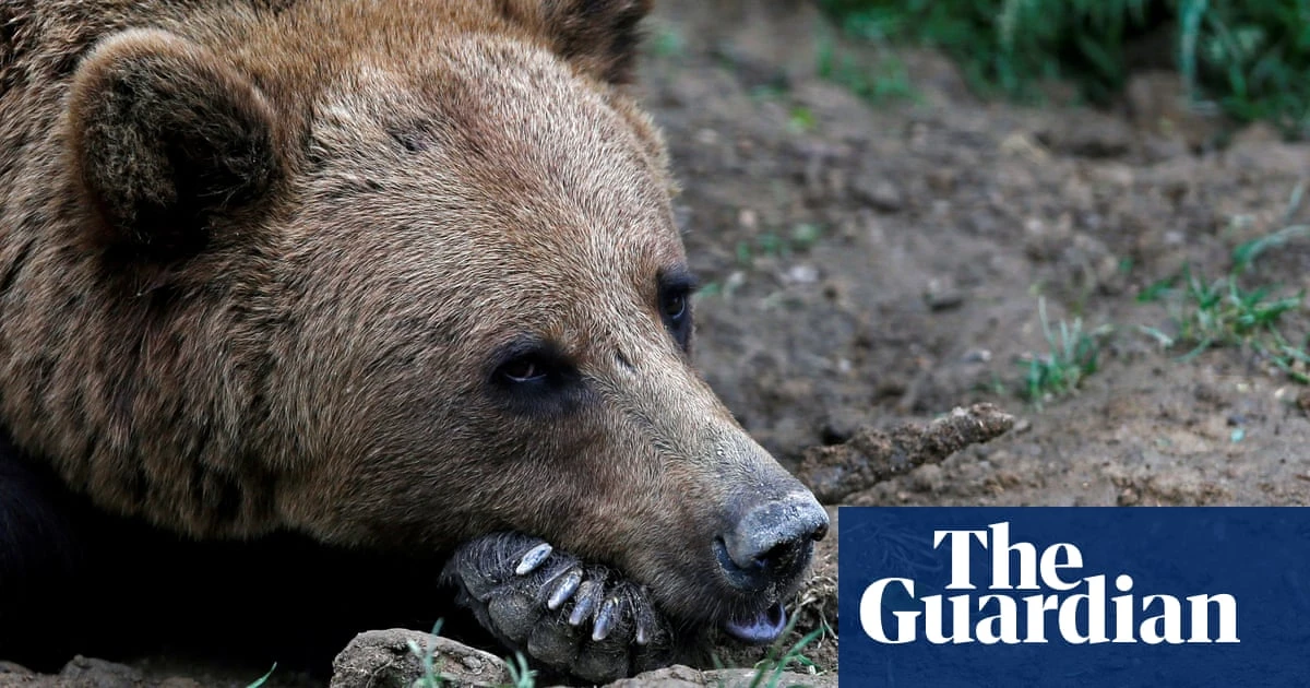 Hunt for bear that bit man in Norway to resume after wrong animal shot