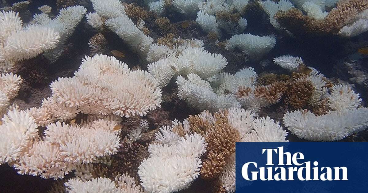 Footage shows coral bleaching on Ningaloo reef as Great Barrier Reef hit at the same time – video