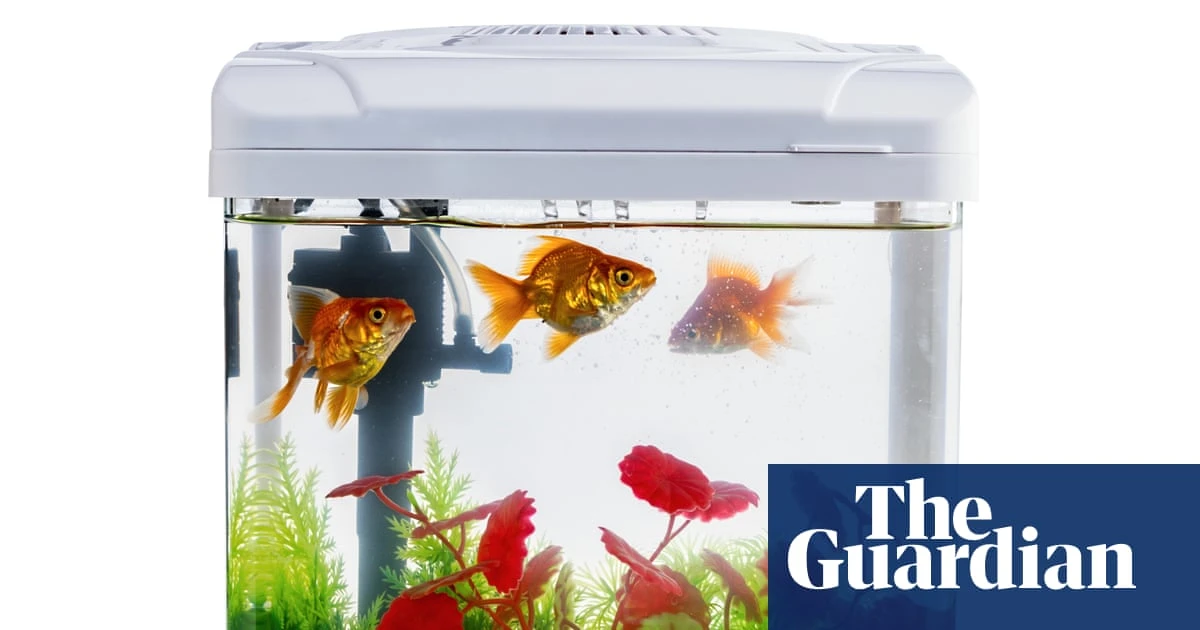 Houseplant hacks: does fish tank water work as fertiliser?